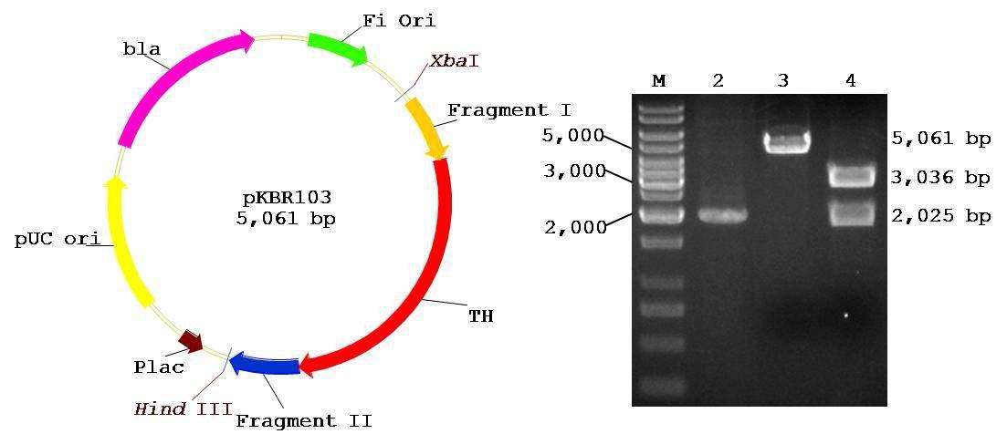 Construction of the pKBR103 recombinant plasmid. M, 1 kb plus ladder marker (Fermentas Co.); 2, Amplification of the template the recombinant cassette using pKBR103 as the template 3, Cloning confirmed by XbaI; 4, Cloning confirmed by XbaI and HindIII