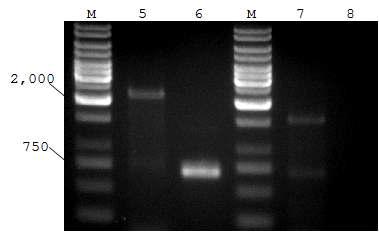 Confirmation of double crossover in A. pullulans by PCR. M, 1 kb plus ladder marker (Fermentas Co.); 5, PCR confirmation of double crossover in A..