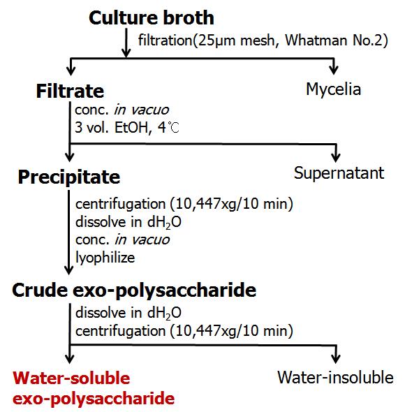 Isolation scheme of water-soluble exo-polysaccharide from culture broth of Inonotus obliquus 11040.