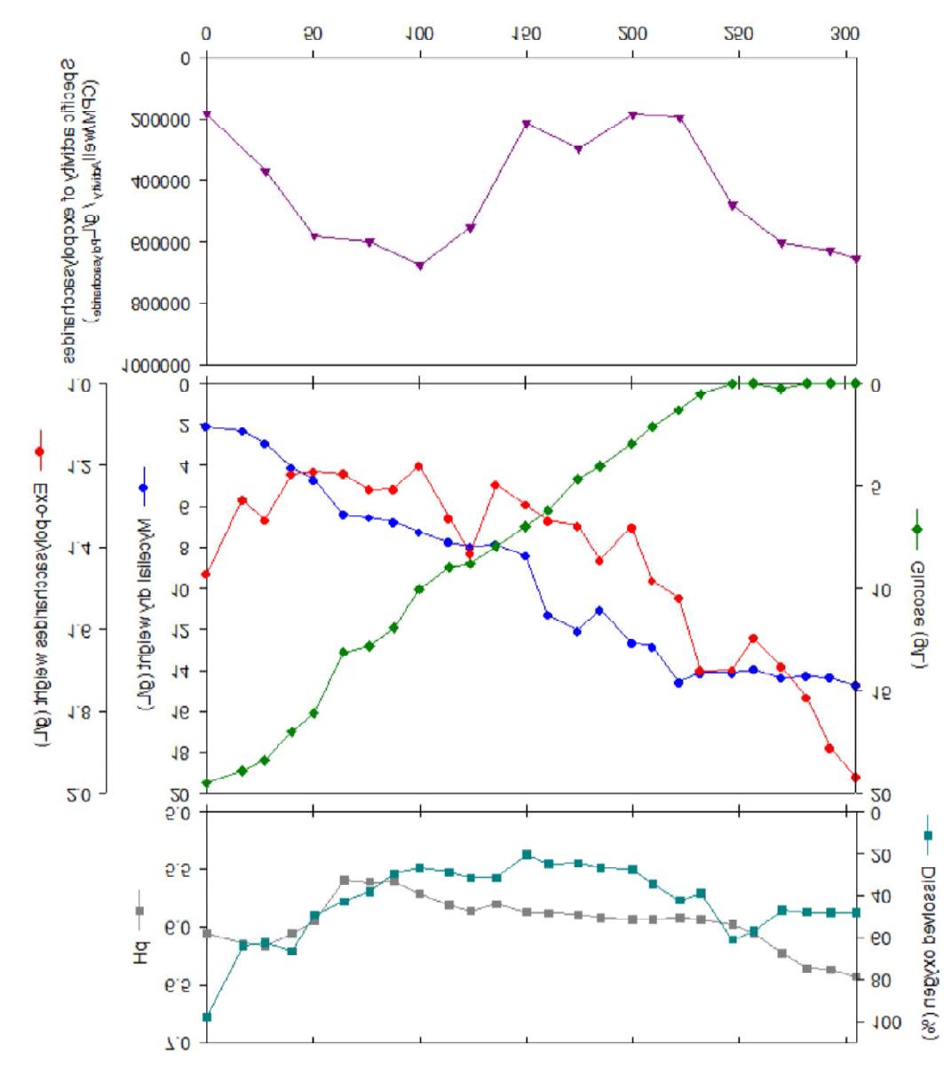 Time profiles of mycelial growth and exo-polysaccharides production and its mitogenic specific activities in 300 liter batch fermentation.