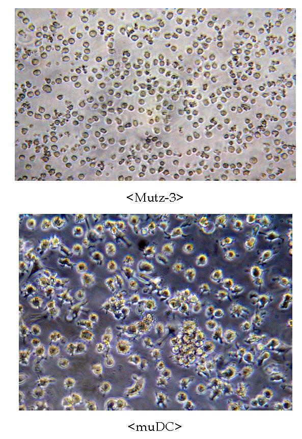 Difference of cell morphology between Mutz-3(Top) and muDC(48hr, Bottom).