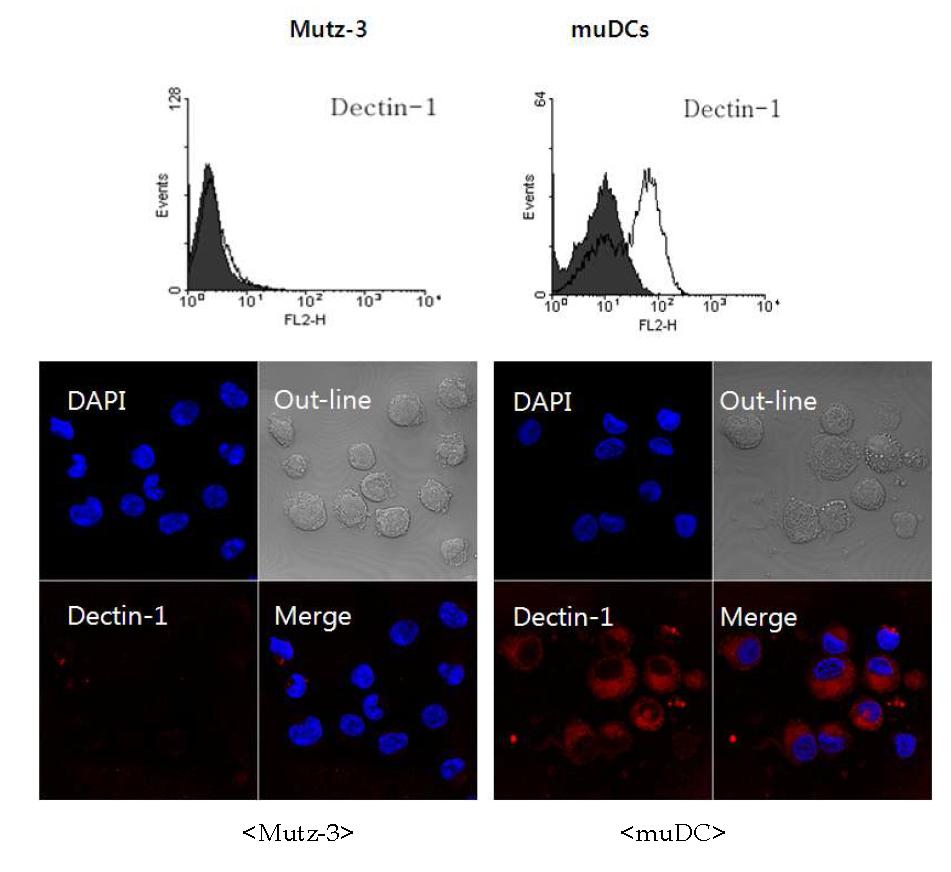 Dectin-1 is expressed in muDC, but not in Mutz-3 (Top; FACS analysis, Bottom; fluorescent microscopy).