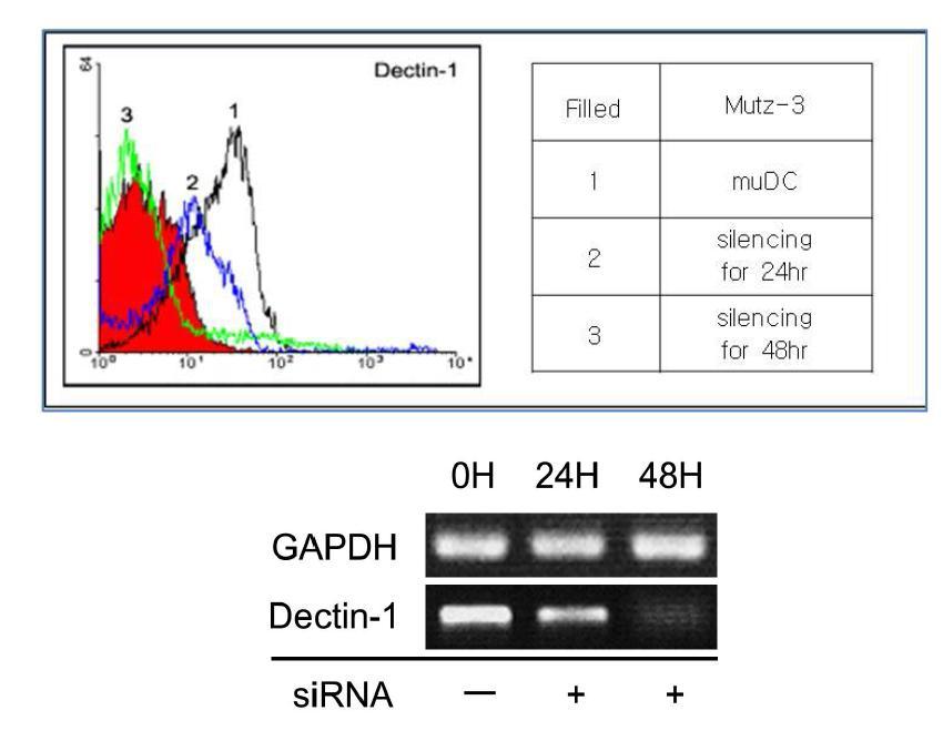 Dectin-1 silenced muDC by Dectin-1 specific siRNA, analyzed by FACS(Top) and RT-PCR(Bottom).