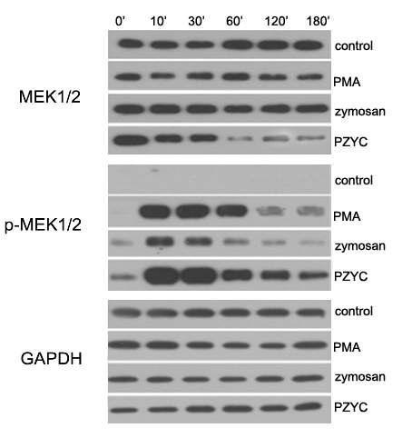 Phosphosrylation of MEK1/2, and its stability by PMA, zymosan and PZYc.