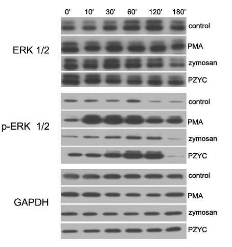 Phosphosrylation of ERK1/2, and its stability by PMA, zymosan and PZYc.