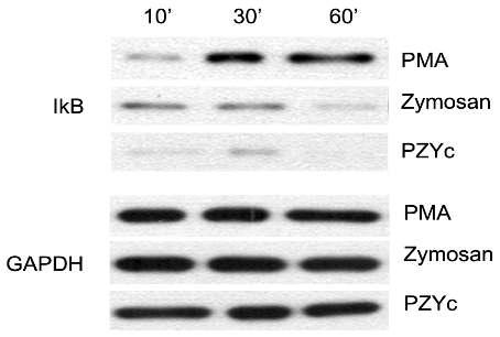 Phosphorylation and degradation of IkB.