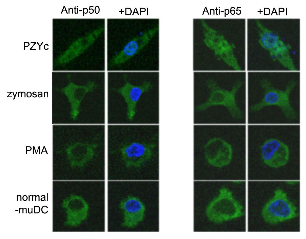 Translocation of p50/p65 to nuclear from cytosol by PZYc in muDC.