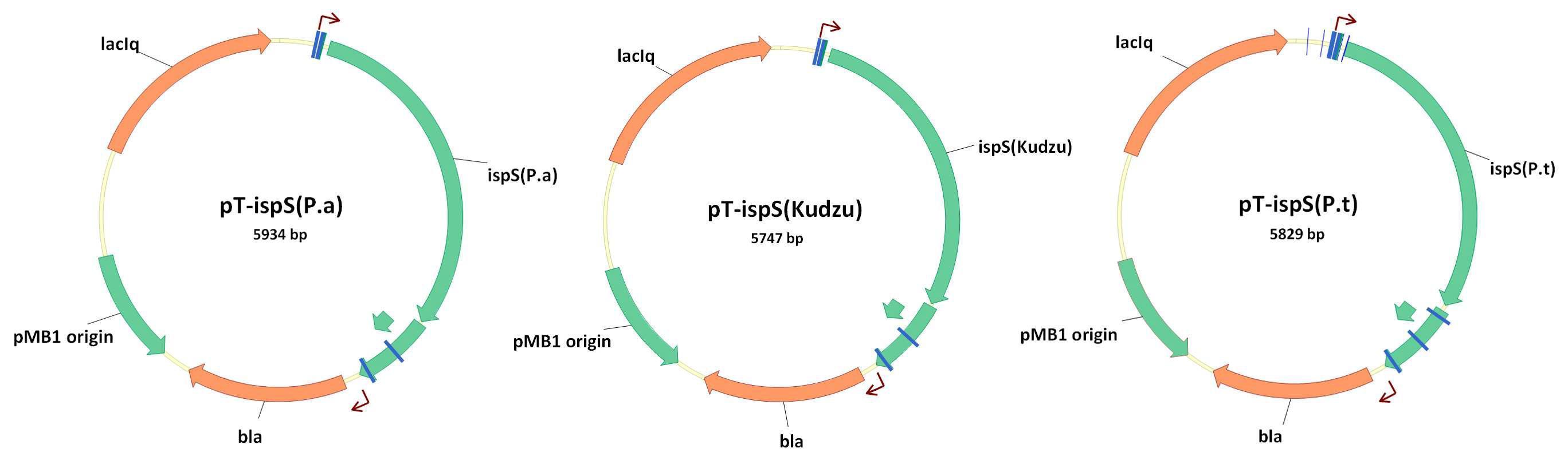 pTrc99A에 클로닝된 ispS 유전자들의 플라스미드 맵