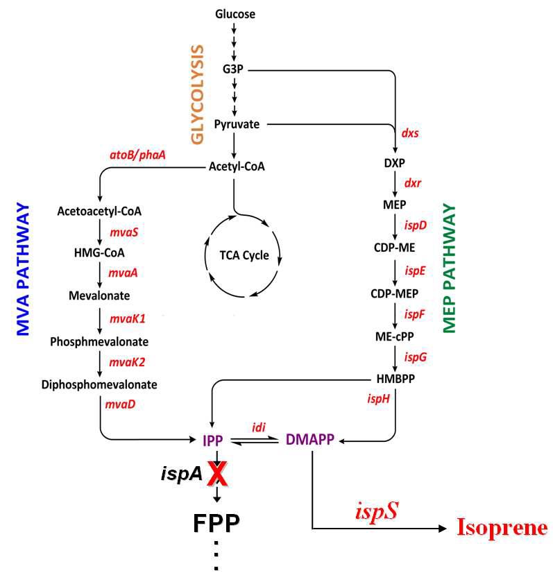 이소프렌 생합성 경로에서 FPP 생합성 경로차단.