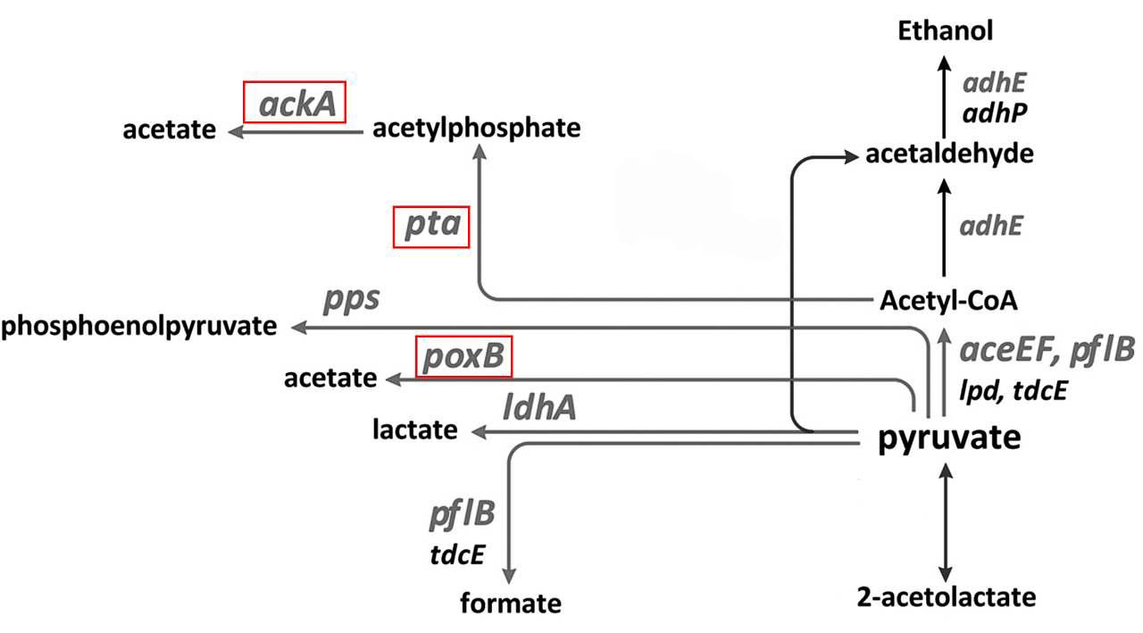 Pyruvate와 acetyl-CoA로부터 acetate로의 생합성 대사경로