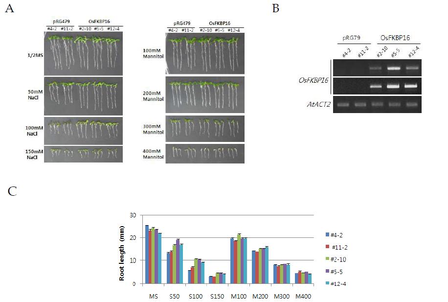 A. OsFKBP16 유전자가 도입된 애기장대 모델식물의 염 내성 확인(50, 100, 150 mM). B. 형질전환체 RT-PCR 분석, pRG: empty vector 형질전환체, OsFKBP16: 벼 이뮤노필린