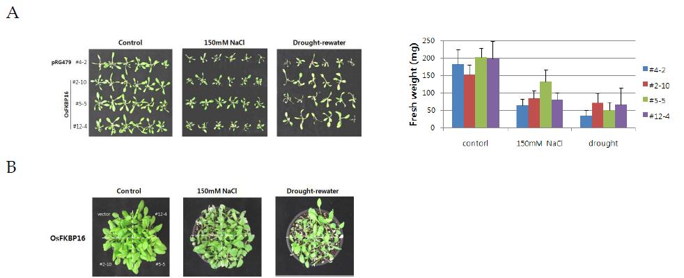 OsFKBP16 유전자가 애기장대 모델식물의 염 스트레스 내성 (150 mM) 및 건조스트레스 (dehydration)에 저항성