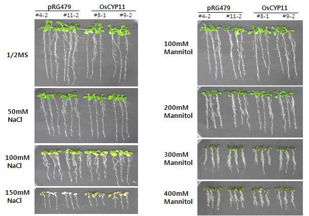 OsCYP11 유전자가 도입된 애기장대 모델식물에서의 염 스트레스 (100, 150 mM) 내성 확인