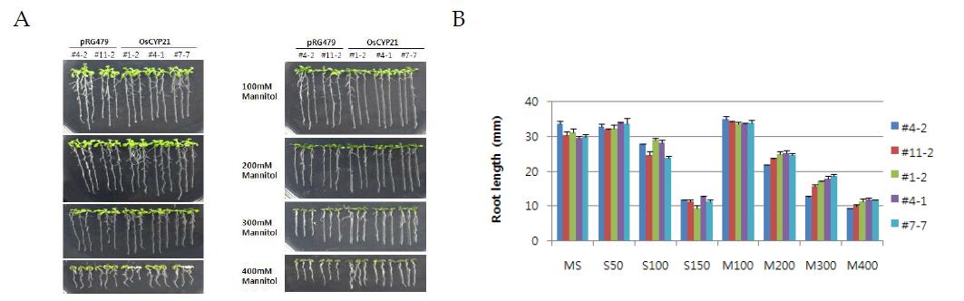 OsCYP21 유전자가 도입된 애기장대 모델식물의 mannitol 저항성(300, 400 mM)