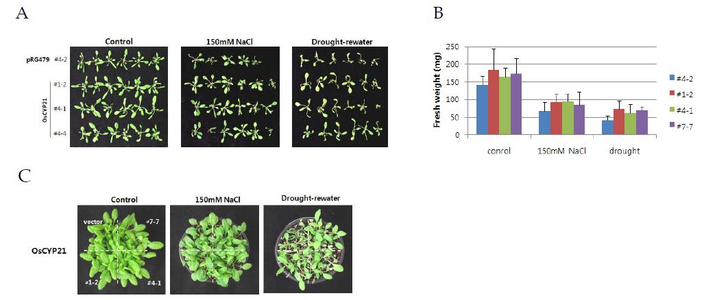 OsCYP21 유전자가 도입된 애기장대 모델식물 성체시기 식물에서 염 스트레스 (150 mM) 와 건조스트레스 (dehydration)