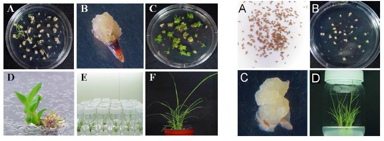 Establishment of efficient plant regeneration systems for Miscanthus (left) and reed (right) using mature seeds.