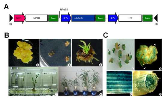 The T-DNA region of expression vector pIG121Hm (A). (B) Regeneration of transgenic reed plants from mature seed derived callus.