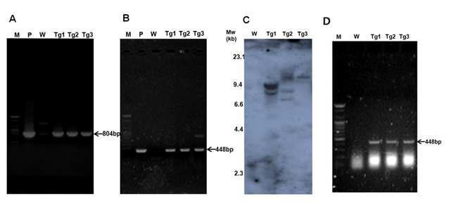 Molecular analysis of the transgenic reed plant. PCR amplification of HPT (A) and GUS gene (B). (C) Southern blot analysis of GUS gene in transgenic plants suggests integration of single and multiple copies of transgene. RT-PCR analysis of expression of gus gene in transgenic plants