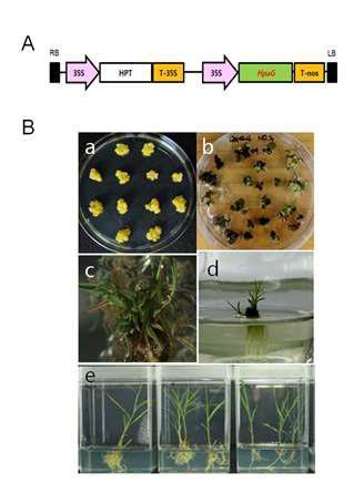 Development of transgenic reed plants expressing HpaG gene. Expression vector. B. Generation of transgenic reed. a. Embryogenic callues. b. Selection of transgenic calluses on Hm-containing selcetion medium. c. Regenerated transgenic shoots. d. Rooting of regenerated shoots. e. Transgenic plantlets grown in pot.