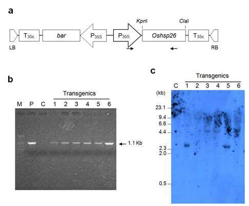 Development of transgenic tall fescue plants overexpressing Oshsp26. (a)T-DNA region of the pSHSP-B plasmid used for the tall fescue transformation. (b) PCR amplification of a portion of the P35s-Oshsp26 construct as indicated by the arrows in Fig. 1a. (c) Southern blot analysis of transgenic tall fescue.