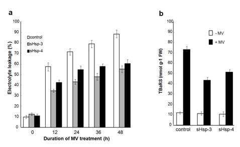 Effect of MV treatment on the relative ion leakage A) and TBARS content (B) in non-transgenic control and transgenic plants. The data represent the means and standard deviation (SD) of three independent measurements.