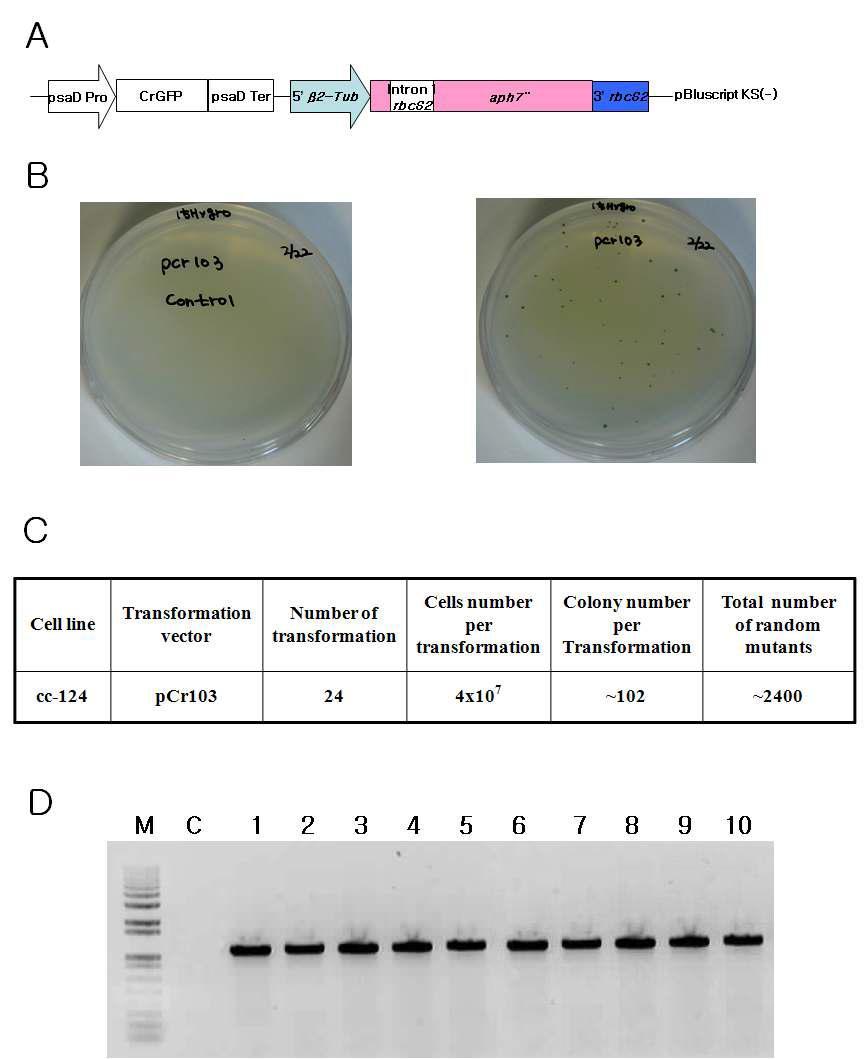 Generation of knockout mutants of C. reinhardtii using random insertional mutagenesis.