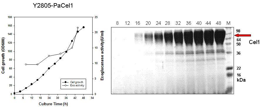 Exoglucanase I 생산 효모균주 Y2805-PaCel1의 유가식 발효배양 및 분비단백질 분석(발효배지 10ul 사용)