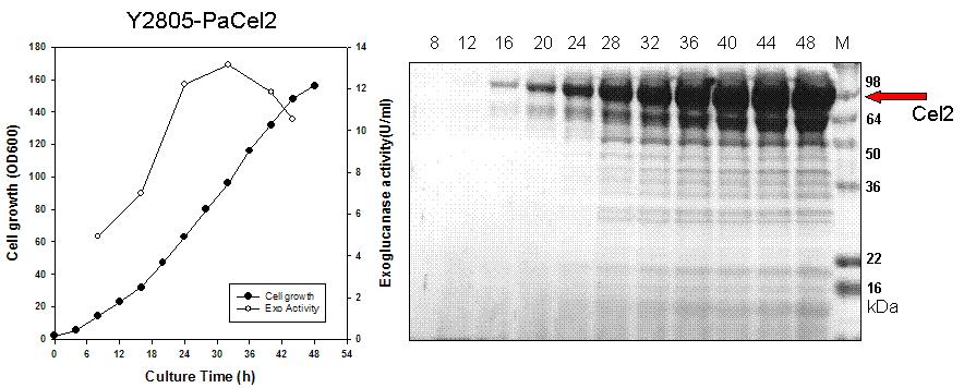Exoglucanase II 생산 효모균주 Y2805-PaCel2의 유가식 발효배양 및분비단백질 분석(발효시간별 배지 10ul SDS-PAGE 분석)