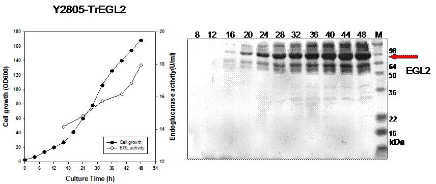 Endoglucanase 생산 효모균주 Y2805-TrEGL2의 유가식 발효배양 및분비단백질 분석(발효시간별 배지 10ul 사용)