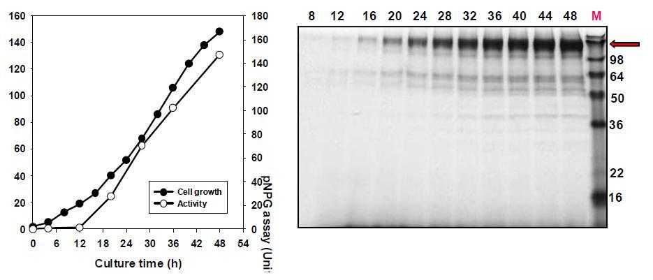 β-glucosidase 생산 효모균주 Y2805-SfBGL1의 유가식 발효배양 및 분비단백질 분석(발효시간별 배지 10ul 사용)