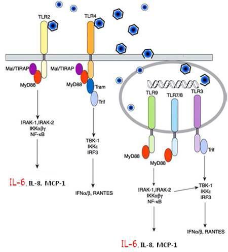 TLR localization and signaling