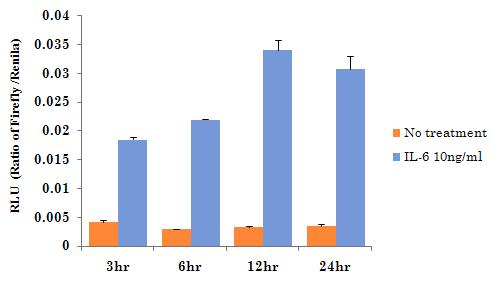 IL-6유도 STAT3-dependent luciferase 활성증가효과.