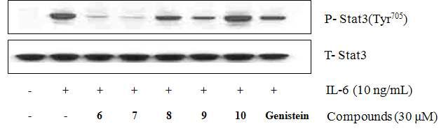 호초 및 필발로부터 얻은 5종 화합물의 IL-6유도 STAT3 인산화 저해효과