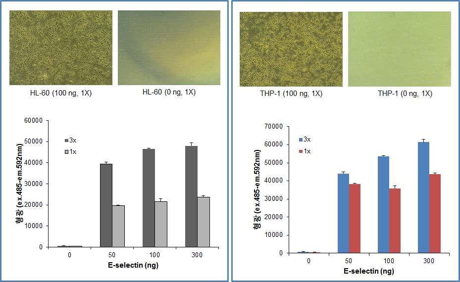 E-selectin 분자와 HL-60 및 THP-1 세포의 직접적인 결합 활성.(+: P-selectin coating plate, -: BSA control, 1x: 1x106 cells/mL, 3x: 3x106 cells/mL)