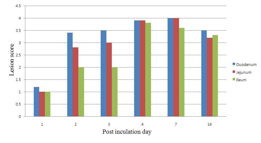 Changes of histopathological lesion score of duodenum, jejunum and ileum sampled at the different post inoculation days from calves inoculated with rotavirus.