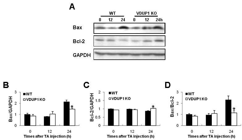 apoptosis를 야기 시키는 주요단백질 Bax, Bcl-2분석 결과