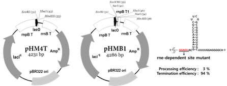 pHMB1 vector 모식도.