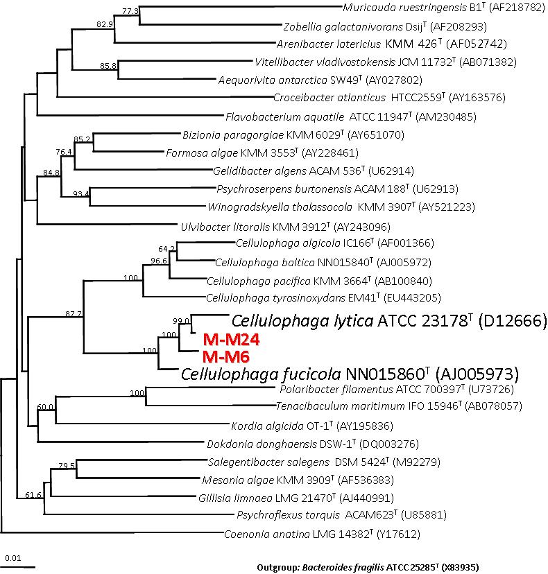 Cellulophaga sps. M-M6와 M-M24의 phylogenetic analysis.