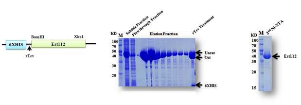 SeMet-substituted Est112의 대량 발현을 위한 construct (left), 발현 (middle) 및 정제 (middle and right). rTEV, recombinant tobacco etch virus protease cleavage site; M, molecular weight marker.