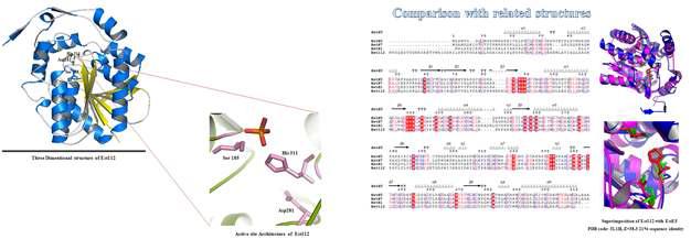 Est112의 리본 구조와 active site (left). Est112는 다른 esterase와 약 20%의 아미노 산 sequence 상동성을 보이나 구조적으로는 전형적인 alpha/beta hydrolase family에 속하는 유사성을 보임(right).