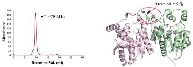 Size exclusion chromatography (left) 분석으로 Est112는 solution 상에서 dimer 형태로 존재함을 알 수 있으며, 구조적으로도 N-terminal 스와핑 (right)에 의한 dimer 형 성을 보여주고 있음.