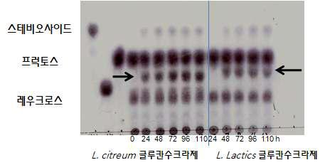 김치 유산균 유래 글루칸수크라제의 당전이 반응에 의해 생성된 당전이 스테비오사이드의 반응액을 20배 희석한 박막 크로마토그램(TLC).