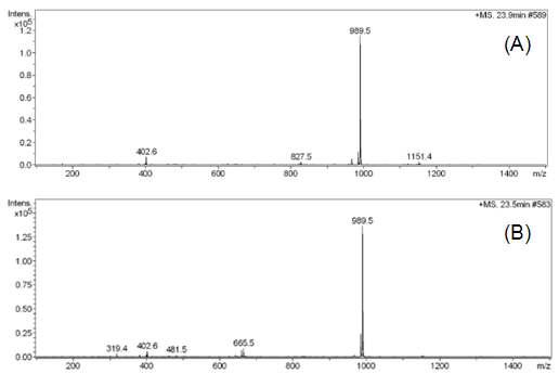 L. citreum KM20 (A)과 L. lactics 유래 (B) 글루칸수크라제에 의해 생성된 당전이 스테비오사이드의 LC/MS 스펙트럼.