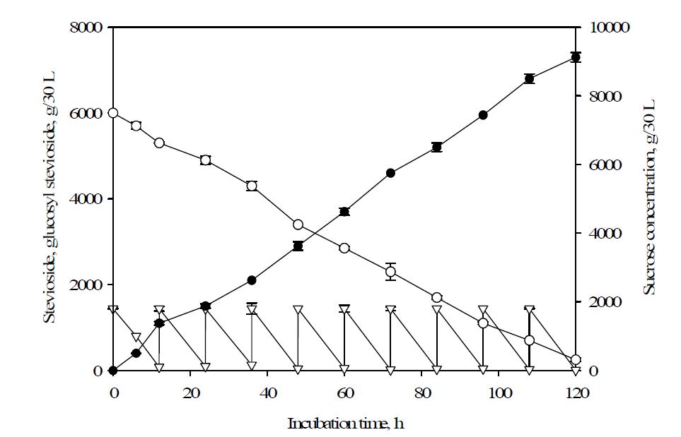 Fed-Batch방식에 의한 당전이 스테비오사이드의 생산성.