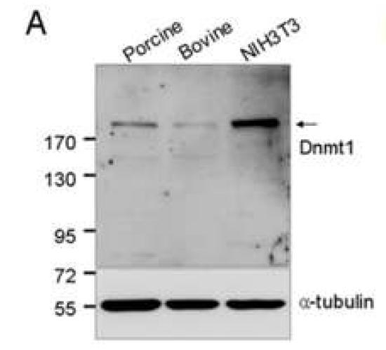Pig, cow, mouse 체세포에서 Dnmt1s 단백질의 발현