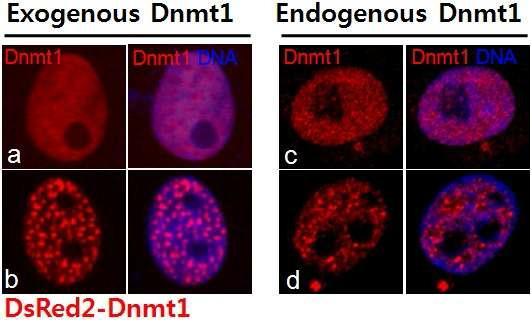 Pig 체세포에서 Ds-Red-Dnmt1s과 endogenous Dnmt1s의 발현 양상