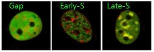Mouse NIH3T3 cells에서의 Dnmt1의 세포주기별 발현 패턴