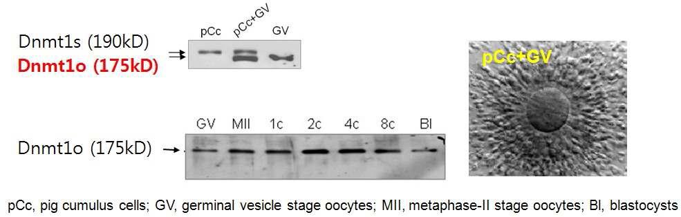 pig embryo에서 난자-특이적 Dnmt1(Dnmt1o) 단백질의 발현