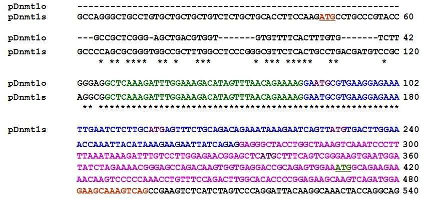 난자-특이적 Dnmt1(pDnmt1o)와 체세포-유형 Dnmt1(pDnmt1s) transcripts 간 서열 비교. black, exon-1; green, exon-2; blue, exon-3; pink, exon-4