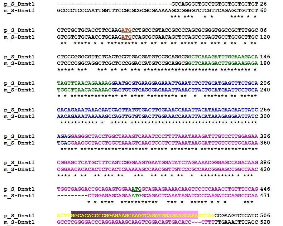 Mouse(lower strands) 및 pig(upper strands) Dnmt1o transcripts 서열 비교 black, exon-1; green, exon-2; blue, exon-3; pink, exon-4